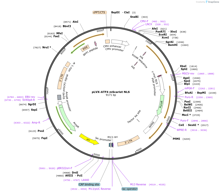 115969-plasmid-map-sequence-id-380206