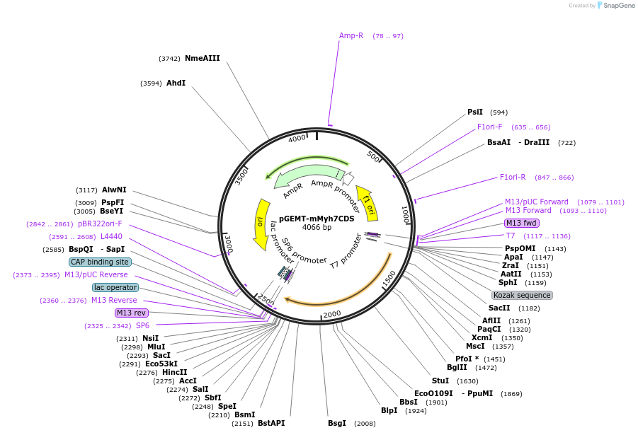 192849-plasmid-map-sequence-id-380207