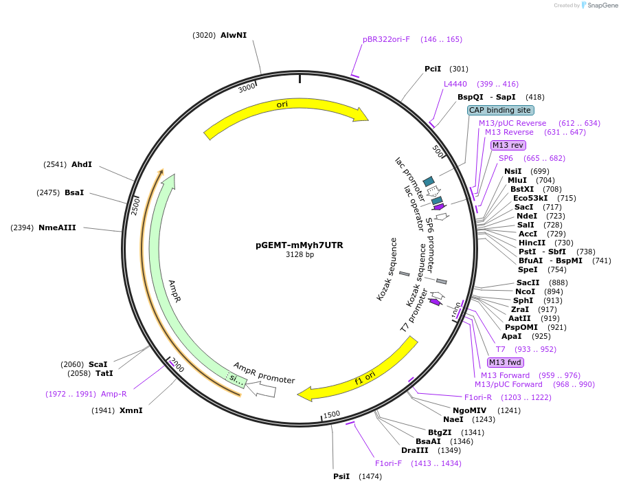 192850-plasmid-map-sequence-id-380208