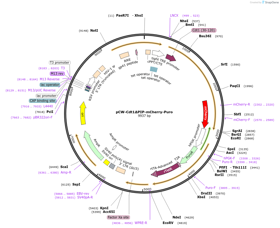193765-plasmid-map-sequence-id-380220