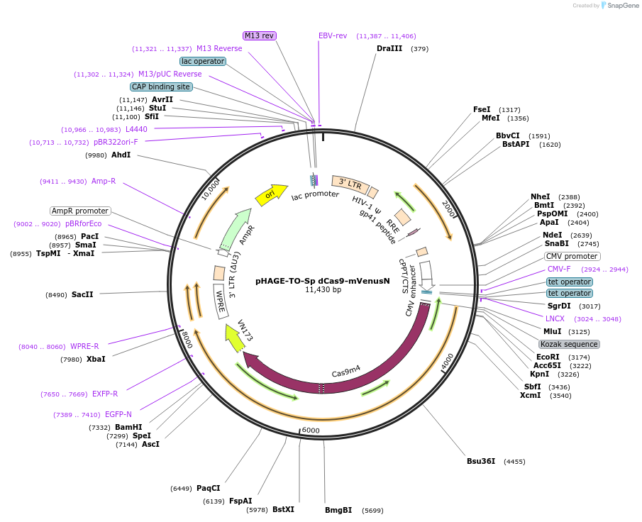 191396-plasmid-map-sequence-id-380224