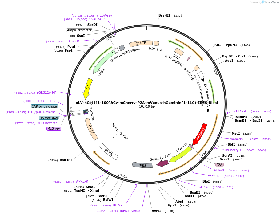 193139-plasmid-map-sequence-id-380234