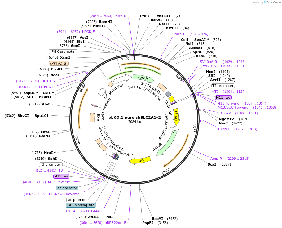193703-plasmid-map-sequence-id-380236