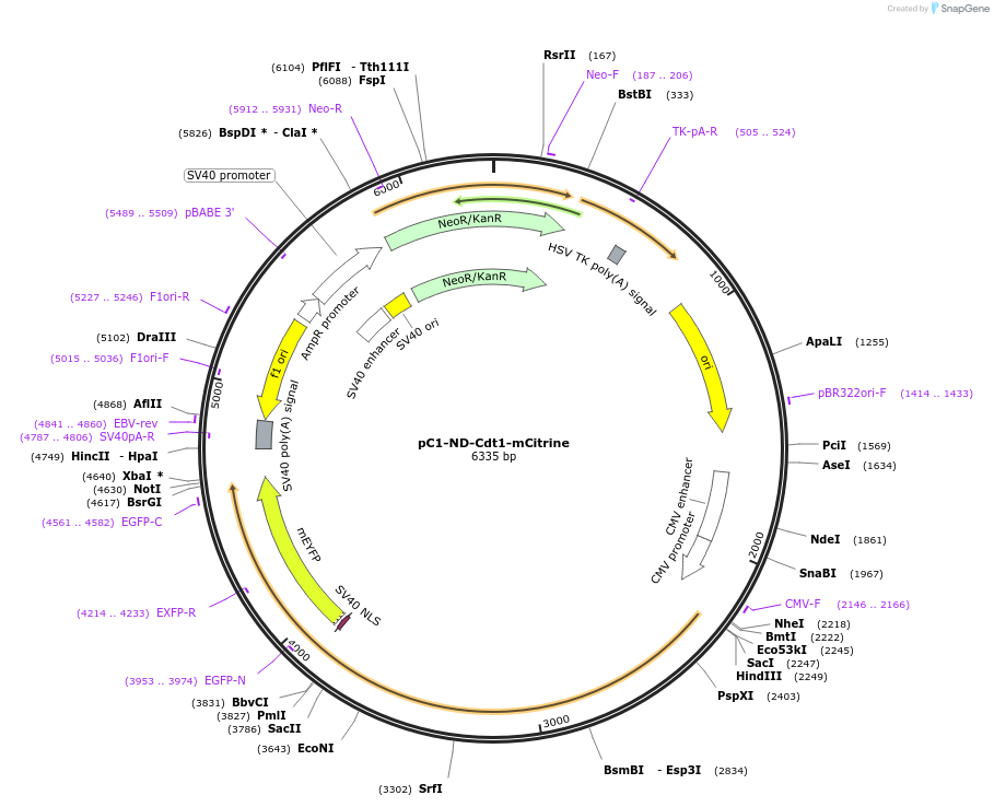 193771-plasmid-map-sequence-id-380238