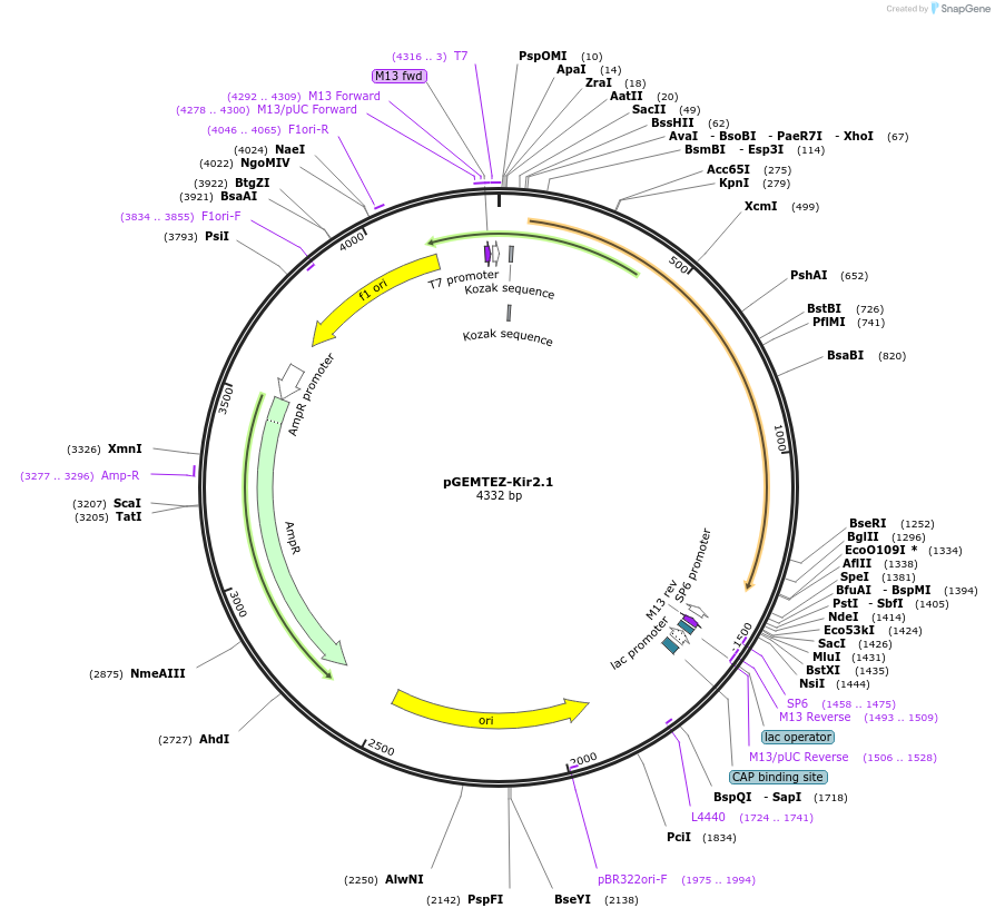 32641-plasmid-map-sequence-id-38024