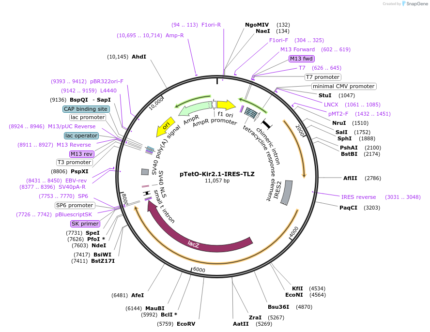 32642-plasmid-map-sequence-id-38025