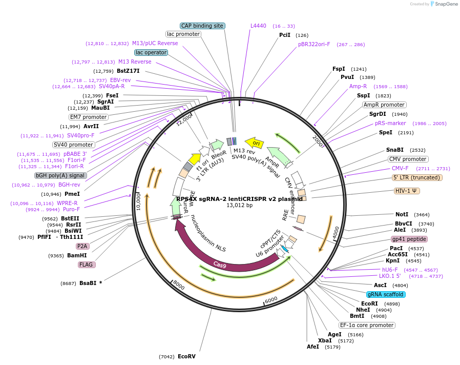 192232-plasmid-map-sequence-id-380251