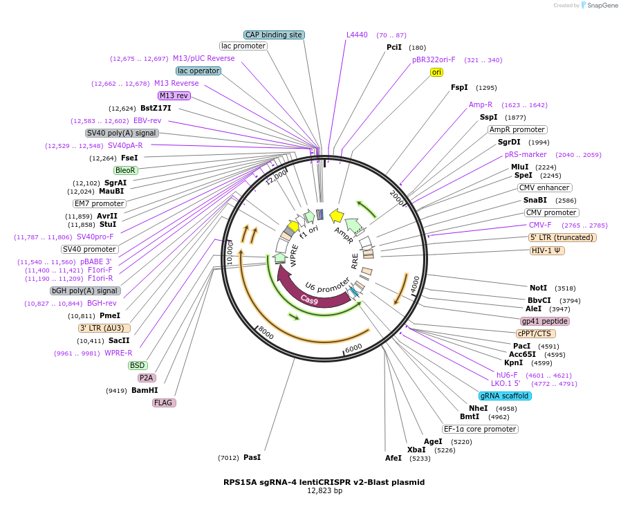 192229-plasmid-map-sequence-id-380253