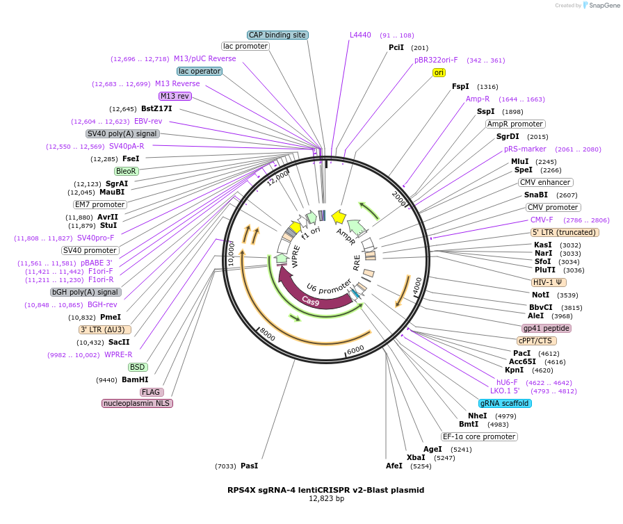 192234-plasmid-map-sequence-id-380255