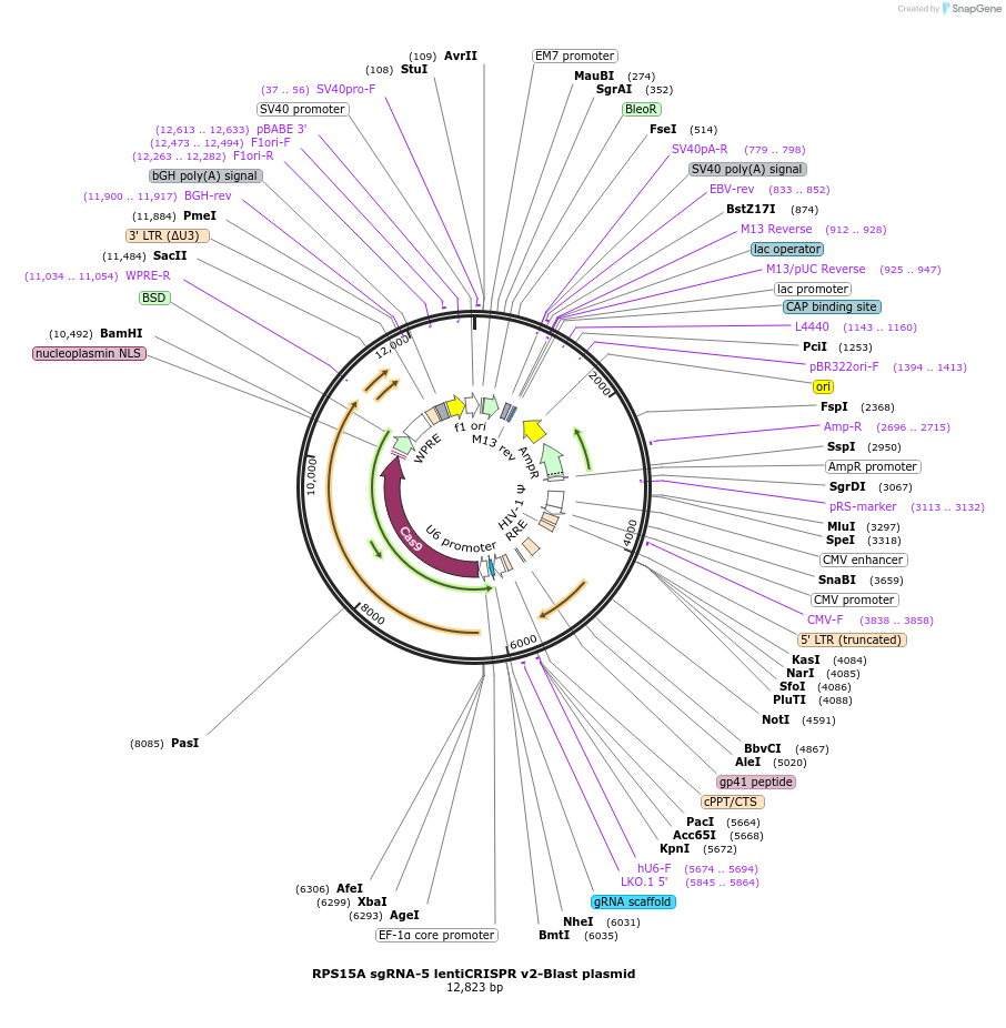 192230-plasmid-map-sequence-id-380257