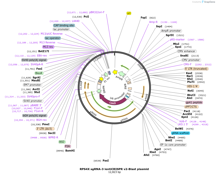 192233-plasmid-map-sequence-id-380259