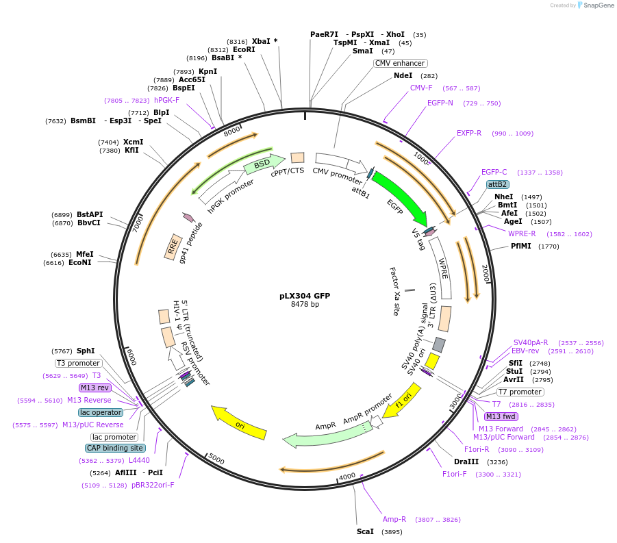 193687-plasmid-map-sequence-id-380264