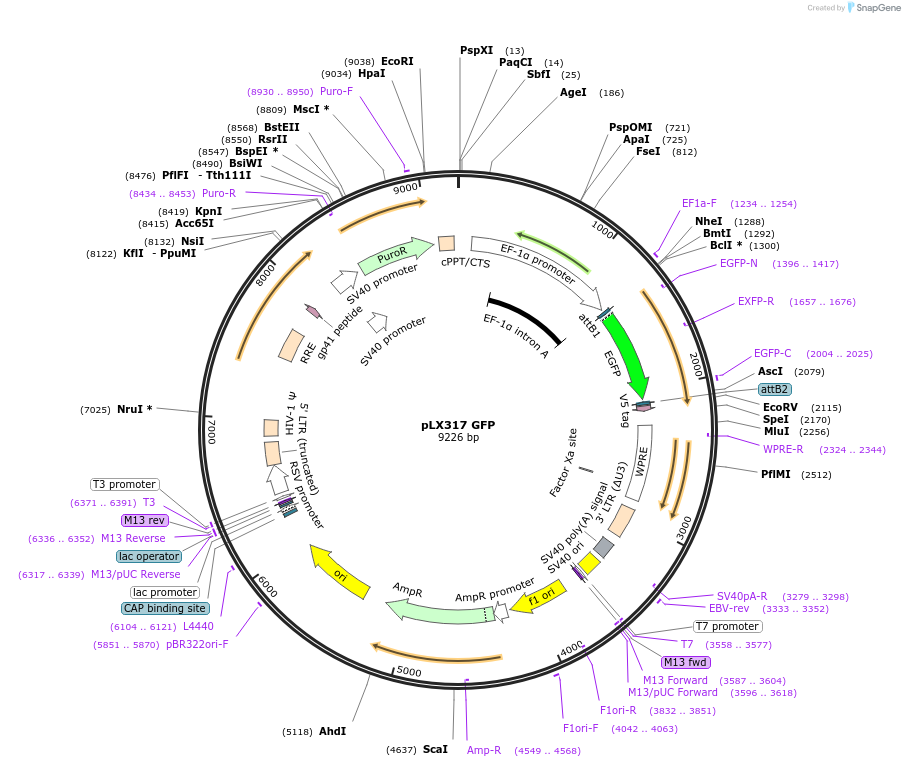 193681-plasmid-map-sequence-id-380288