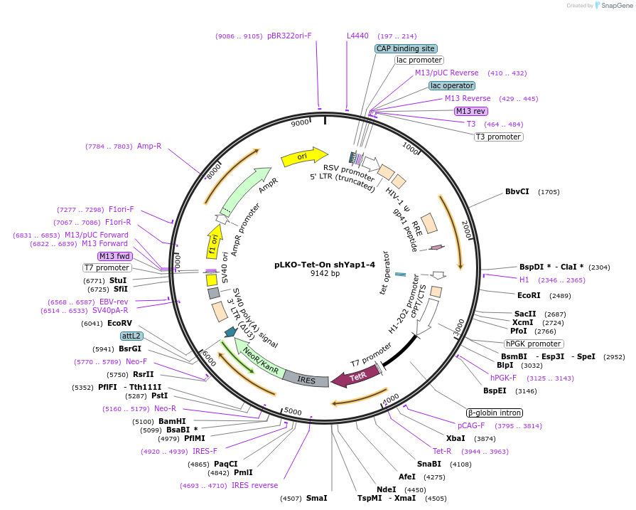 193670-plasmid-map-sequence-id-380295