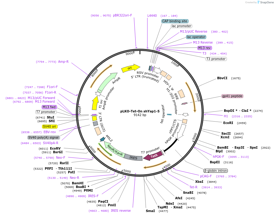193671-plasmid-map-sequence-id-380296