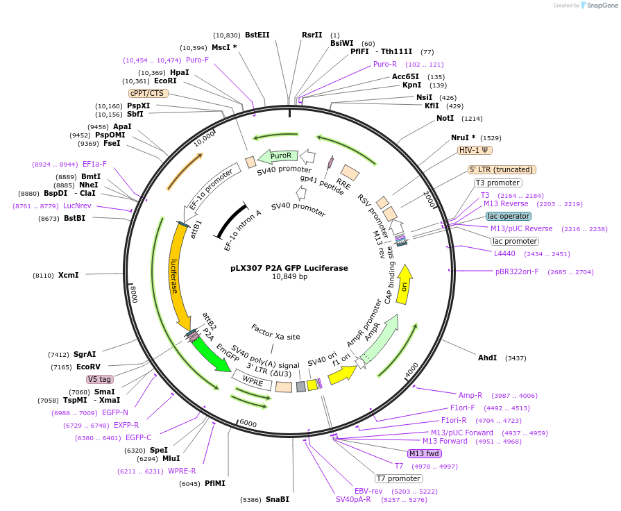 193674-plasmid-map-sequence-id-380309