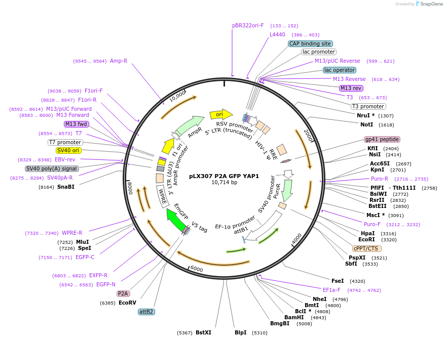193675-plasmid-map-sequence-id-380312