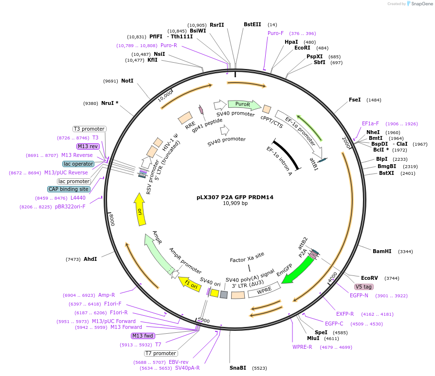 193676-plasmid-map-sequence-id-380315