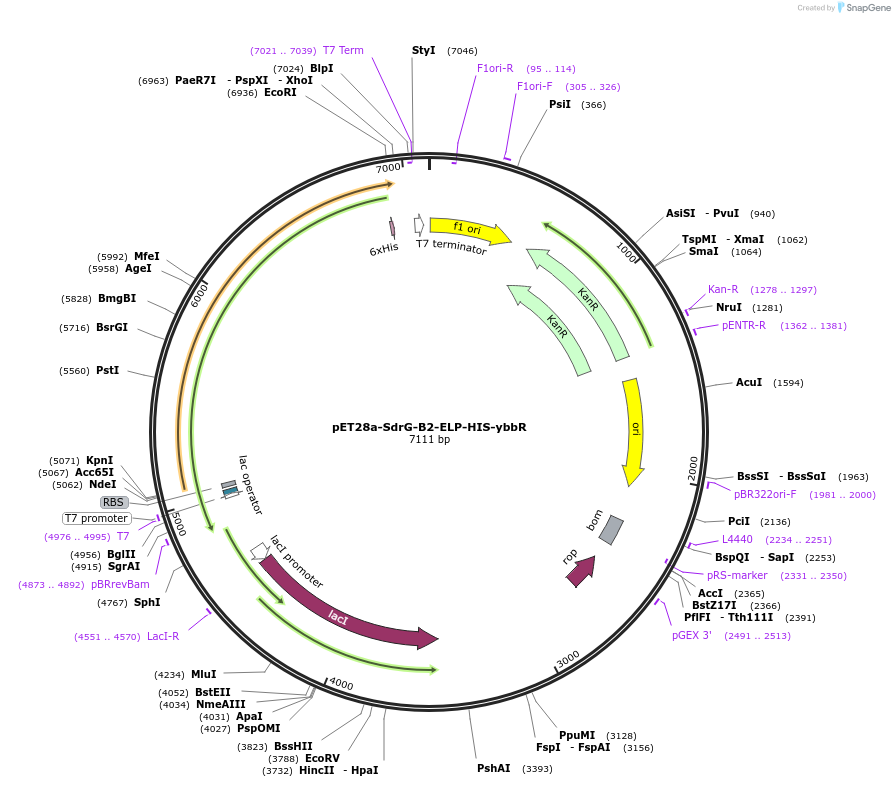 169134-plasmid-map-sequence-id-380322