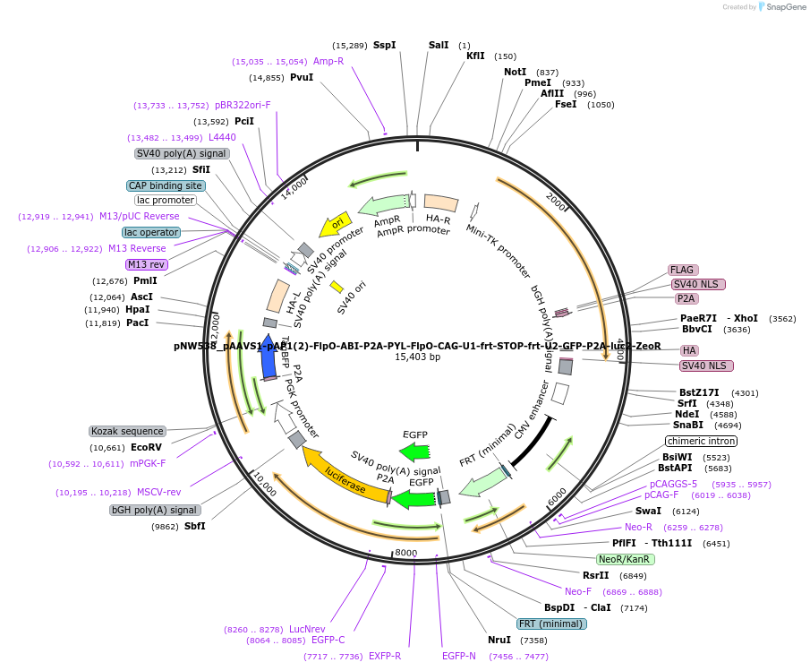192939-plasmid-map-sequence-id-380399