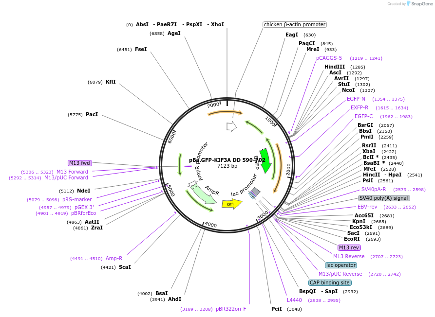 193927-plasmid-map-sequence-id-380400