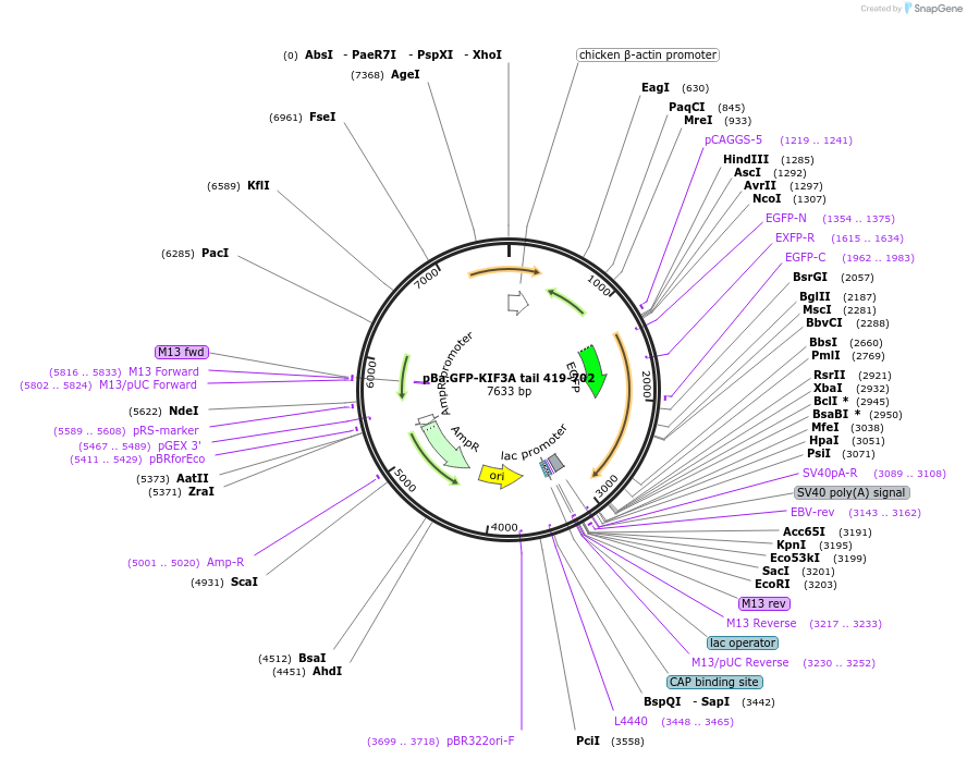 193923-plasmid-map-sequence-id-380410