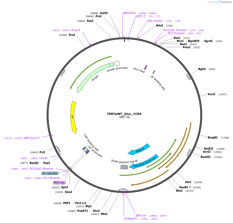 192270-plasmid-map-sequence-id-380414