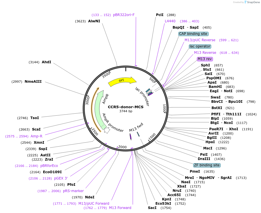 192269-plasmid-map-sequence-id-380415