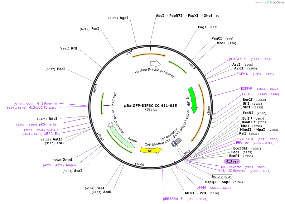 193935-plasmid-map-sequence-id-380427