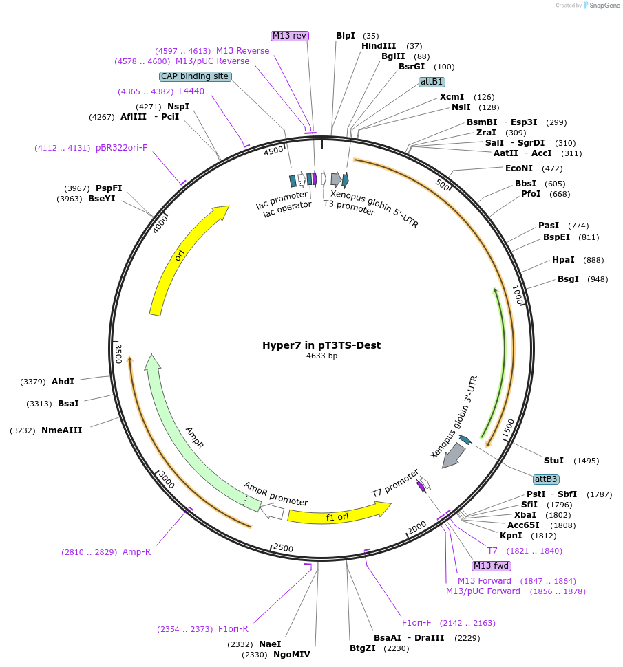 194296-plasmid-map-sequence-id-380452