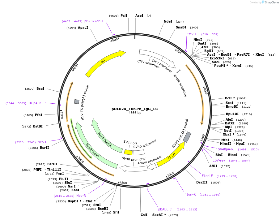 193621-plasmid-map-sequence-id-380456