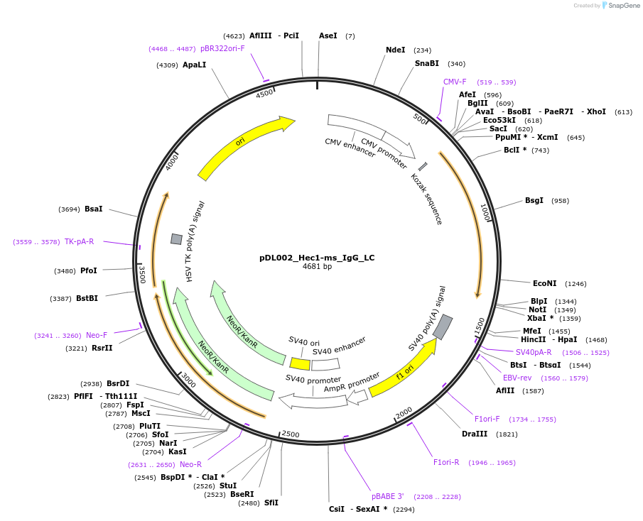 193619-plasmid-map-sequence-id-380457