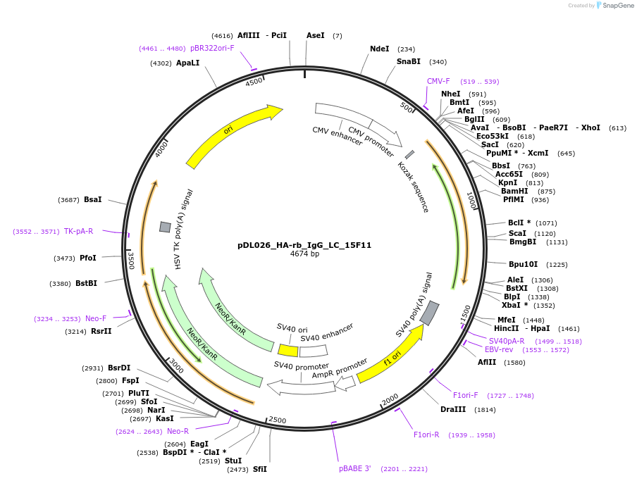 193623-plasmid-map-sequence-id-380458