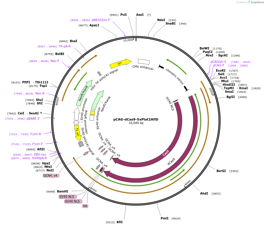 82560-plasmid-map-sequence-id-380462