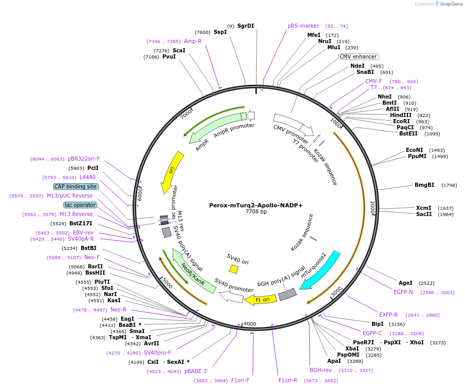 193304-plasmid-map-sequence-id-380466