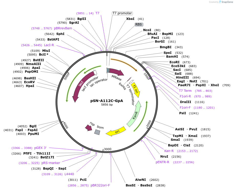 191238-plasmid-map-sequence-id-380469