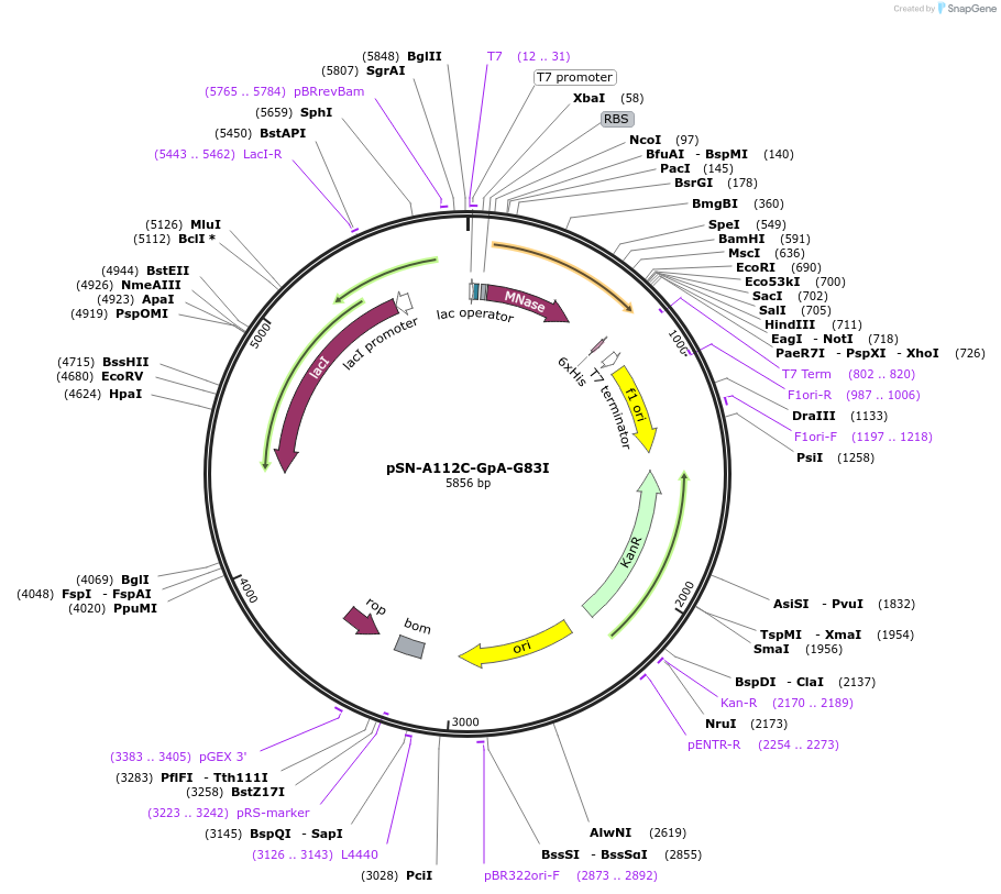 191239-plasmid-map-sequence-id-380471