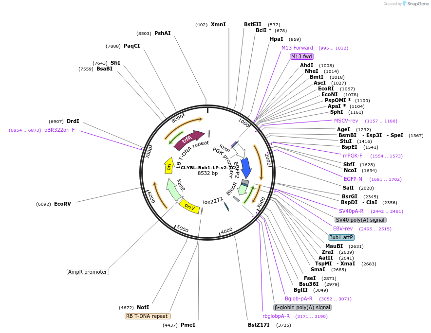 194327-plasmid-map-sequence-id-380483
