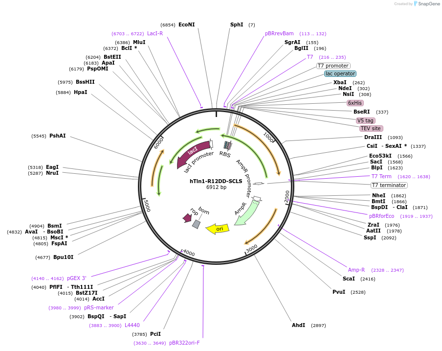 191443-plasmid-map-sequence-id-380513