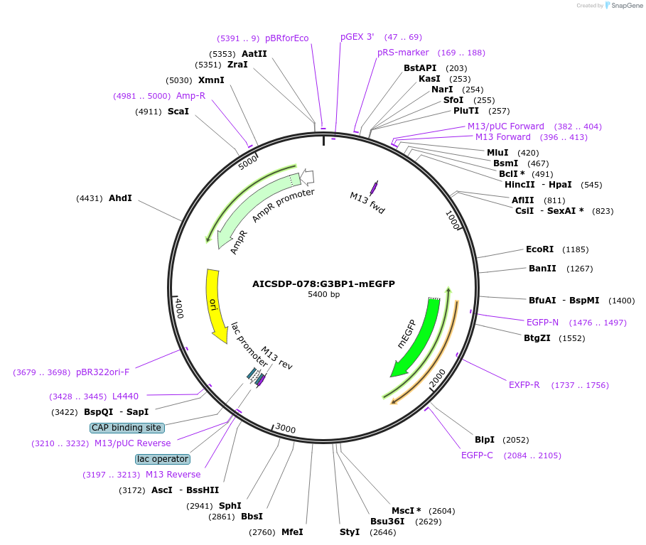 193920-plasmid-map-sequence-id-380523