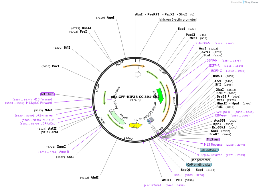 193930-plasmid-map-sequence-id-380528