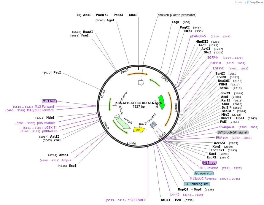 193937-plasmid-map-sequence-id-380540
