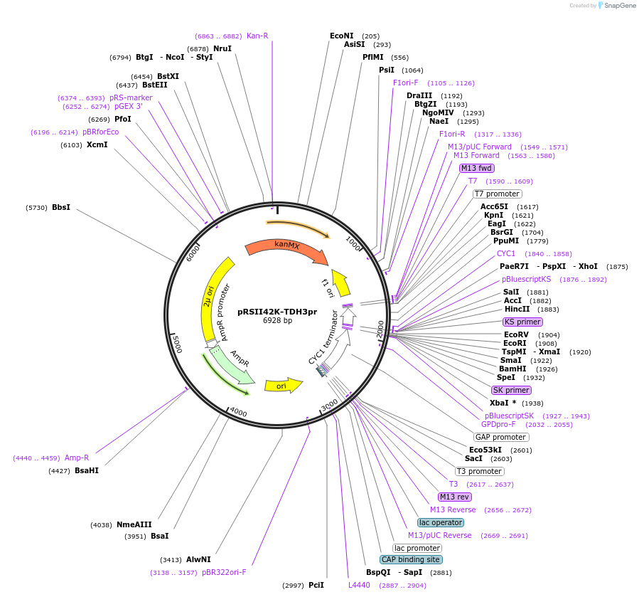 194529-plasmid-map-sequence-id-380542