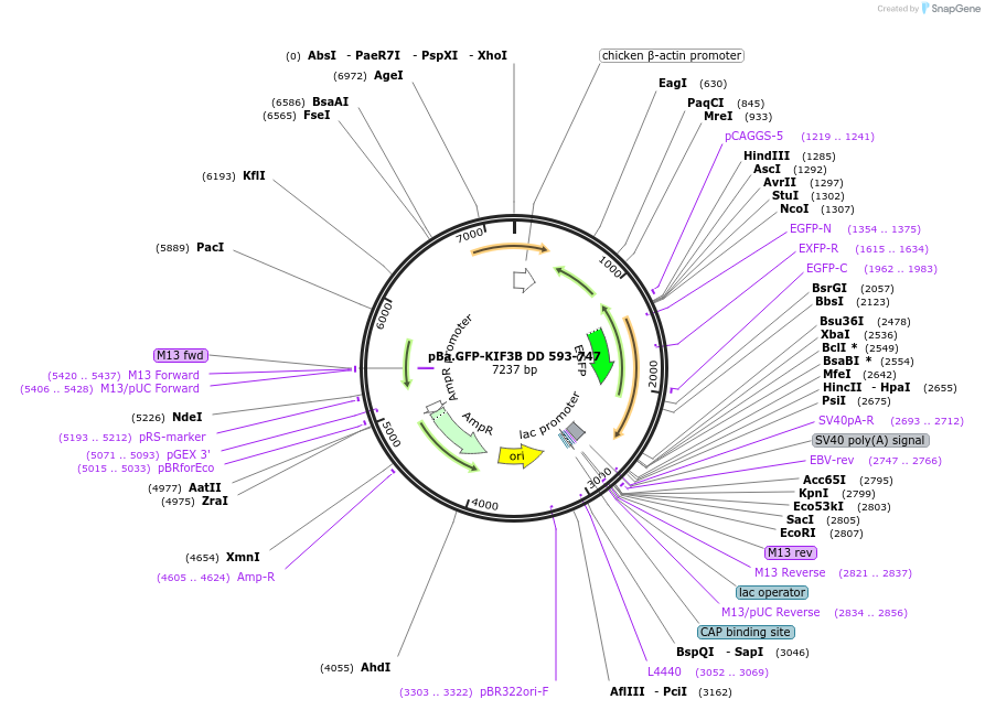 193932-plasmid-map-sequence-id-380543