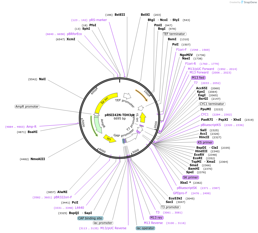 194531-plasmid-map-sequence-id-380544
