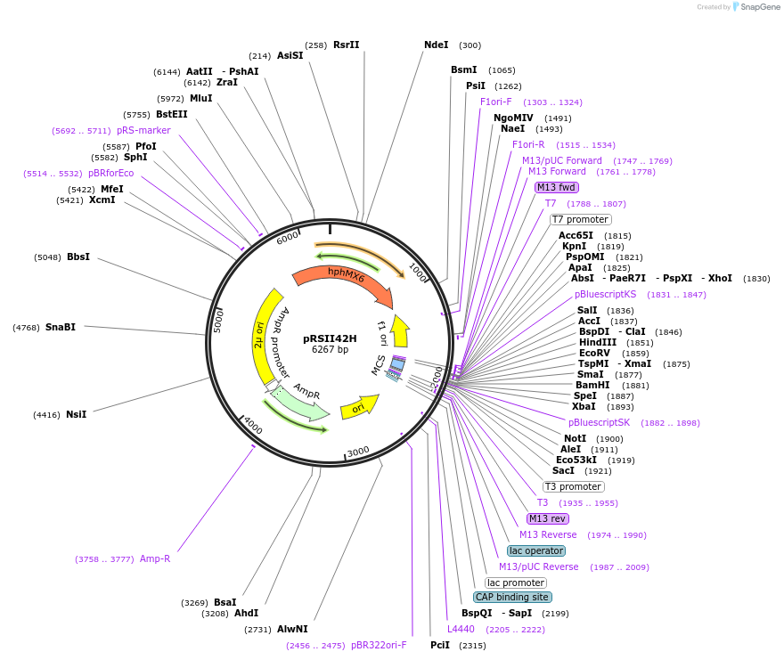 194527-plasmid-map-sequence-id-380547