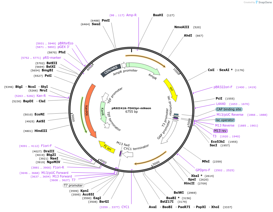 194534-plasmid-map-sequence-id-380550