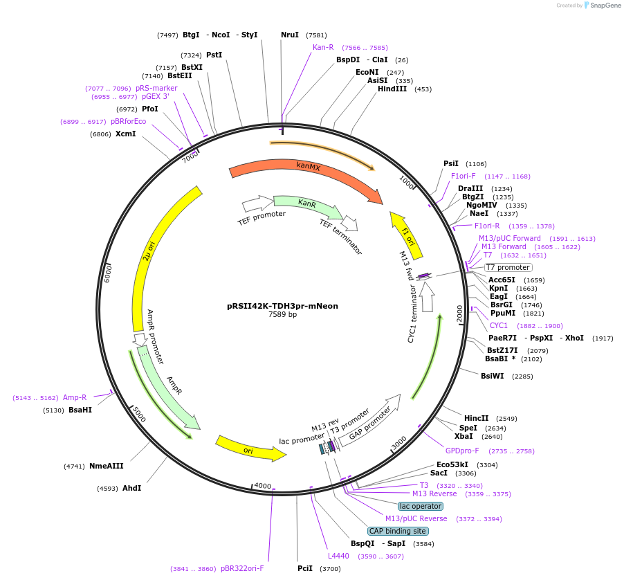 194535-plasmid-map-sequence-id-380553