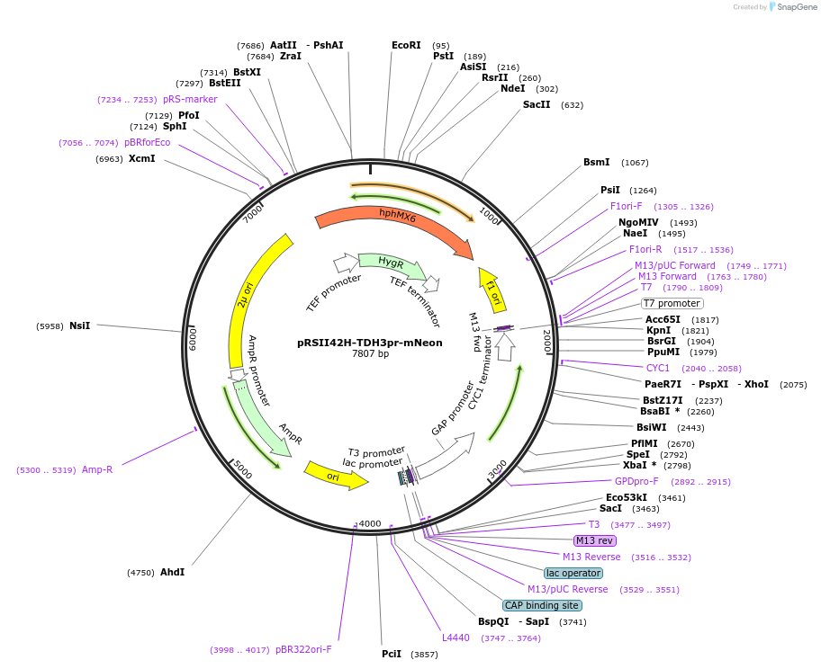 194539-plasmid-map-sequence-id-380554