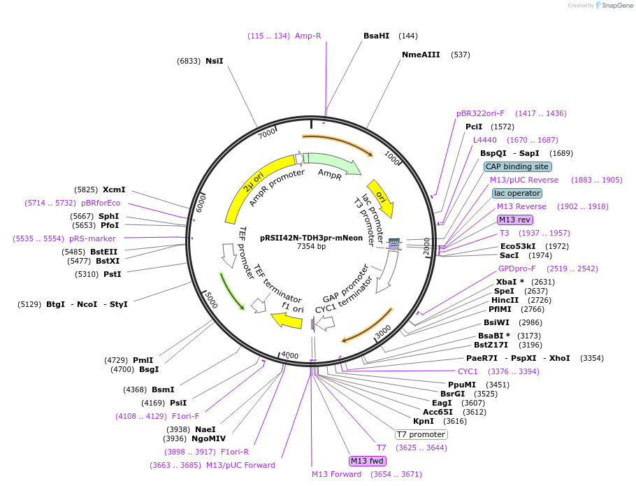 194537-plasmid-map-sequence-id-380555